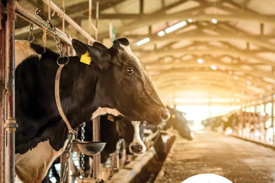 Kolkata's Dairy Revolution