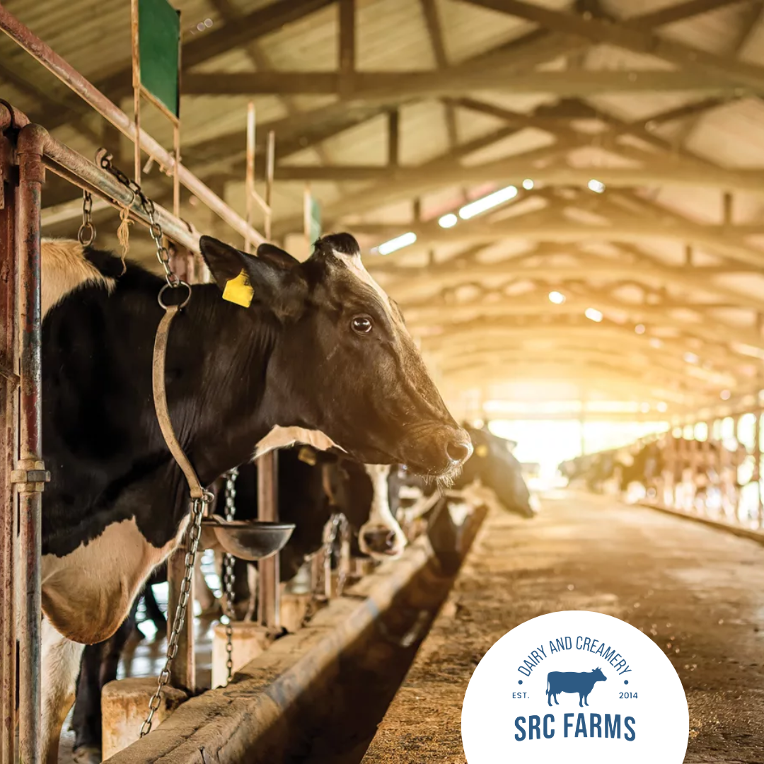 Inside Kolkata’s Dairy Revolution: How Rich Dairy Farms Are Redefining Quality and Trust