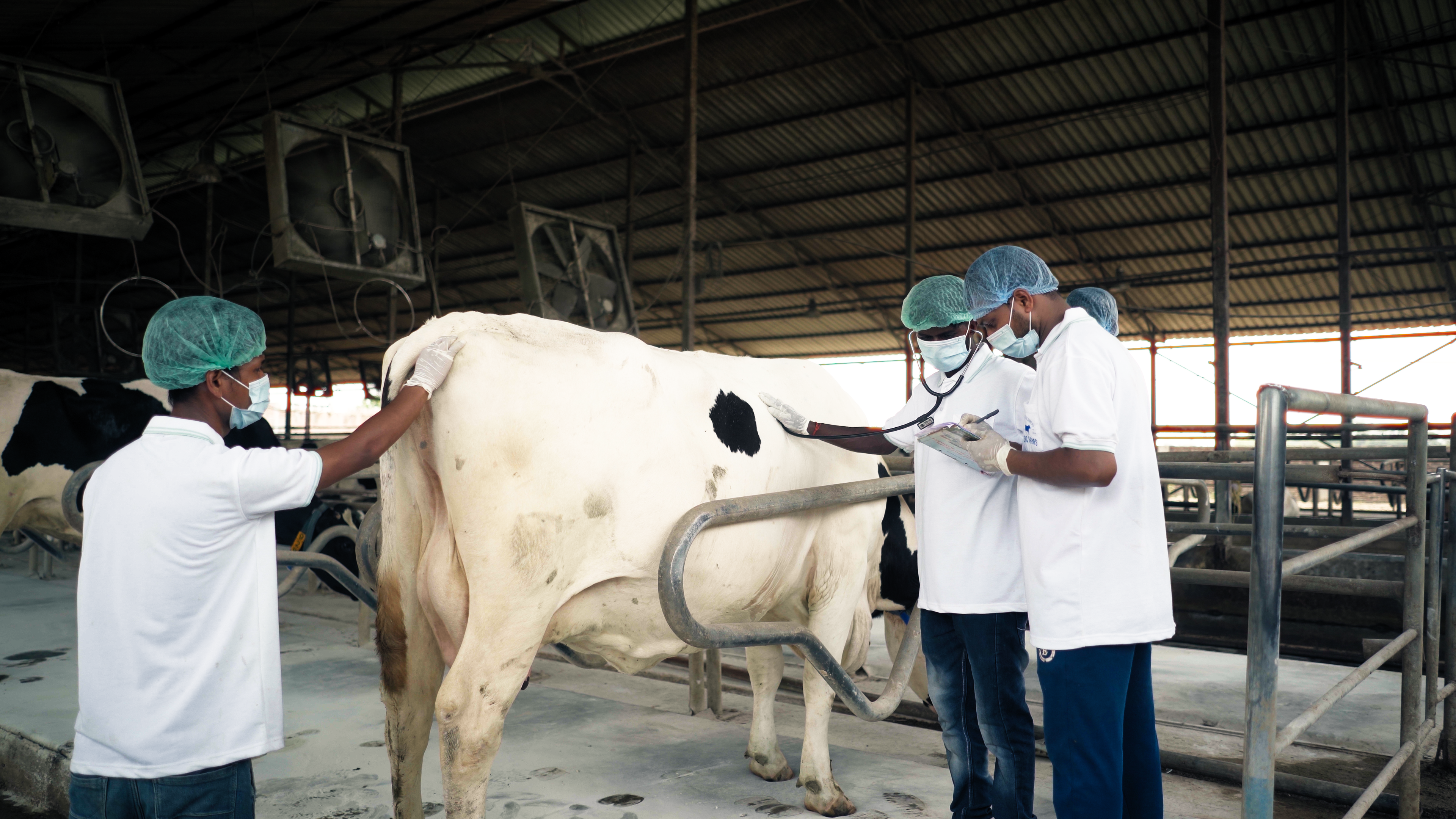 SRC Farms veterinary team conducting health checkup on Holstein Friesian cow