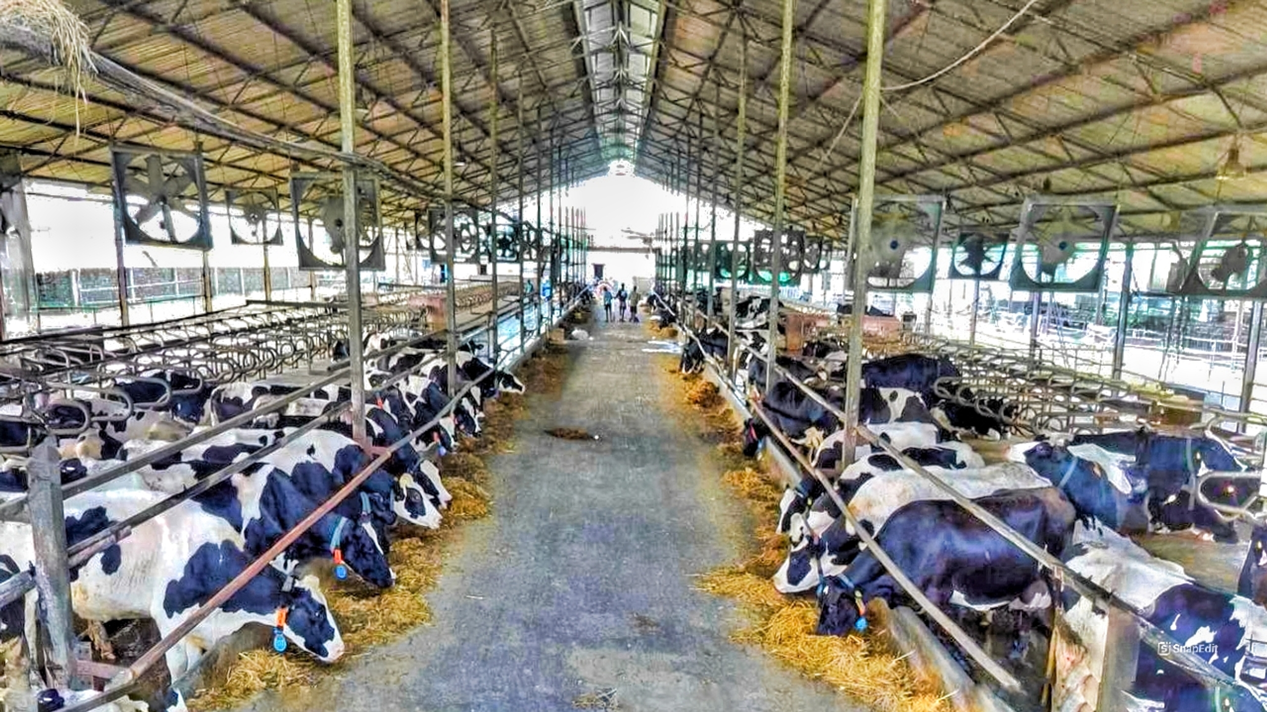 SRC Farms – Holstein Friesian cows in our Hooghly dairy farm