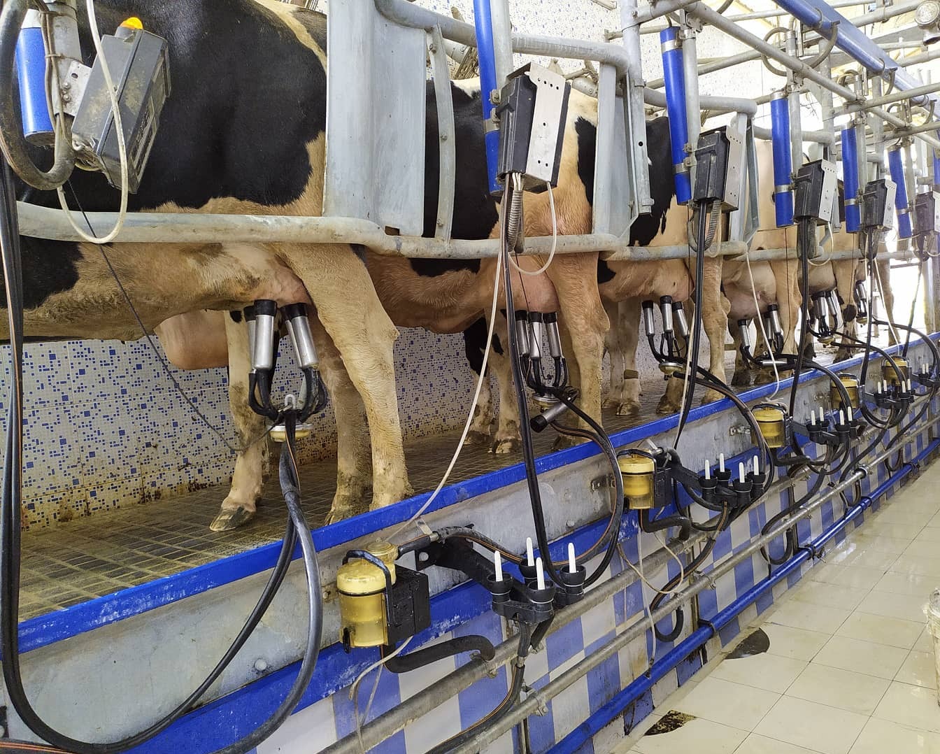 SRC Farms DeLaval automated milking system – hands-free milk production